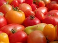 Many colorful ripe tomatoes close-up