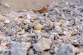 Many colorful shells lying on the sandy beach in Dubai, United Arab Emirates Royalty Free Stock Photo