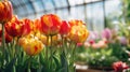 Many colorful tulip flowers in a industrial greenhouse, production and cultivation of flowers