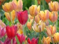 Many colorful tulips in the garden