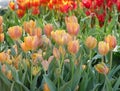 Many colorful tulips in the garden