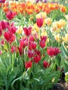 Many colorful tulips in the garden