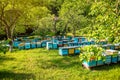 Many colorful wooden beehives stand in country garden on green grass among trees on nasty summer day