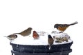 Many Colorful Yard Birds In Snow
