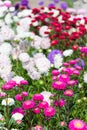 Many colors of Callistephus chinensis in different colors, white pink red blue. Garden aster bloom in the garden