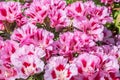 Many colors Godetia grandiflora azaleaflora maiden blush