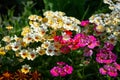 In many colors Nemesia, Sansatia blooms. This flower was named after Nemesis, the Greek goddess of retribution
