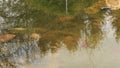 Many coloured fishlet on a small small lake