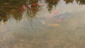 Many coloured fishlet on a small small lake