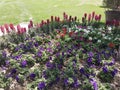 Many coloured flowers with amazing look and natural white red purple and pink flowers in spring season on Punjab Pakistan