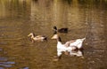 Many colourful ducks swim