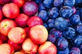 Many Colourful Nectarines and Dark Plums at Fresh Fruit and Vegetable Market Royalty Free Stock Photo