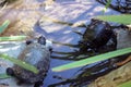 Many common aquatic turtles swim underwater in a river