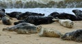 Many Common - Harbour Seals on beach