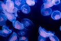 Many common moon jelly fish swimming in the ocean and glowing in blue purple colors beautiful marine life background Royalty Free Stock Photo