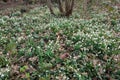Common snowdrops growing in a park