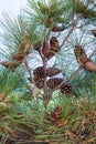 Many cones of Crimean Pine on tree branch