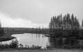 Many Conifers trees by the lake in monochrome