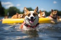 Many corgi dogs run, swims on an inflatable ring on the water and splash in the waves