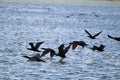 Many Cormorants flying over water in summer