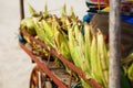 Many corn cobs in the cart. Rows of corn in the shell, lay in piles. Indian, Asian street food. Beach at GOA Sunset Royalty Free Stock Photo