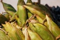 Many corn cobs in the cart. Rows of corn in the shell, lay in piles. Indian, Asian street food. Beach at GOA Sunset Royalty Free Stock Photo