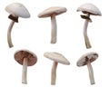 Many Cortinarius violaceus mushrooms at various angles on white background
