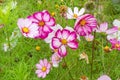 Many cosmos bipinnatus flowers. White Pink Cosmea Flower Fresh Royalty Free Stock Photo