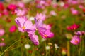 Many of cosmos flower in garden with soft focus background