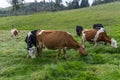 Many cows eating grass