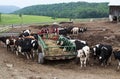 Many cows eating outside in the pasture Royalty Free Stock Photo