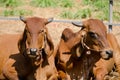 Cows sunbathing on the farm. Royalty Free Stock Photo