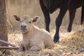 Cows sunbathing on the farm. Royalty Free Stock Photo