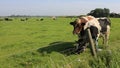 Cows grazing in the plain of prairie in summer Royalty Free Stock Photo