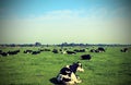 cows grazing in the plain Royalty Free Stock Photo
