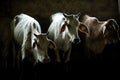 Many cows stand in the dark, on the ground in a slaughterhouse, light from the back creates beautiful rim light