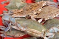 Many crabs on a stall in fish market antalya turkey