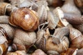 Many crawling garden snails with large shells selective focus. Heap of alive grape snails. Exotic food