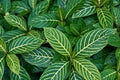 Texture of cream stacked on green leaves for background