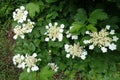 Many cream white flowers of Viburnum opulus