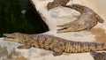 Many crocodiles bask in the sun. Crocodile in the pond.