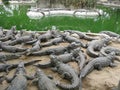 Many crocodiles basking together in the sun on a sandy beach