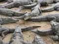 Many crocodiles basking together in the sun on a sandy beach