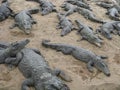 Many crocodiles basking together in the sun on a sandy beach