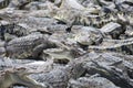 Many a crocodiles Royalty Free Stock Photo