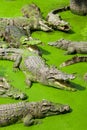 Many crocodiles in the crocodile cattery. Royalty Free Stock Photo