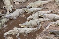 Many crocodiles at the farm in Cuba Royalty Free Stock Photo