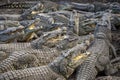 Many crocodiles at the farm in Cuba Royalty Free Stock Photo