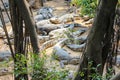 Many crocodiles laying on the shore