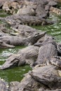 Many crocodiles lie alternately in the water. Natural background Royalty Free Stock Photo